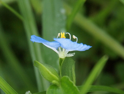 [One blue petal on the left side is nearly flat so neither the top nor bottom can be easily seen. The underside of most of the blue petal on the right is visible as a paler blue than the top. The stems which suppot the petals are mostly while. The top parts of the stamen are visible including some yellow parts.]